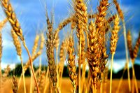 В Краснодарском крае завершается сбор урожая озимой пшеницы