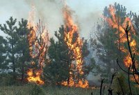 В Сочи из-за чрезвычайной пожароопасности на несколько месяцев вводят режим ЧП